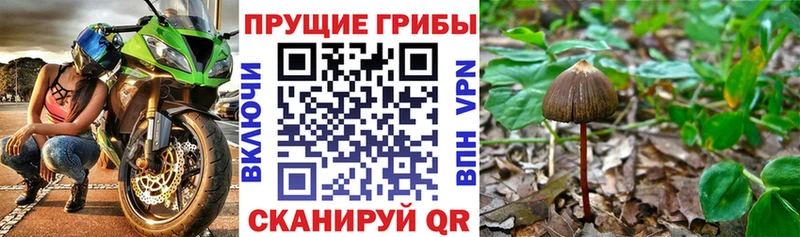 магазин продажи   Бородино  Галлюциногенные грибы Magic Shrooms 
